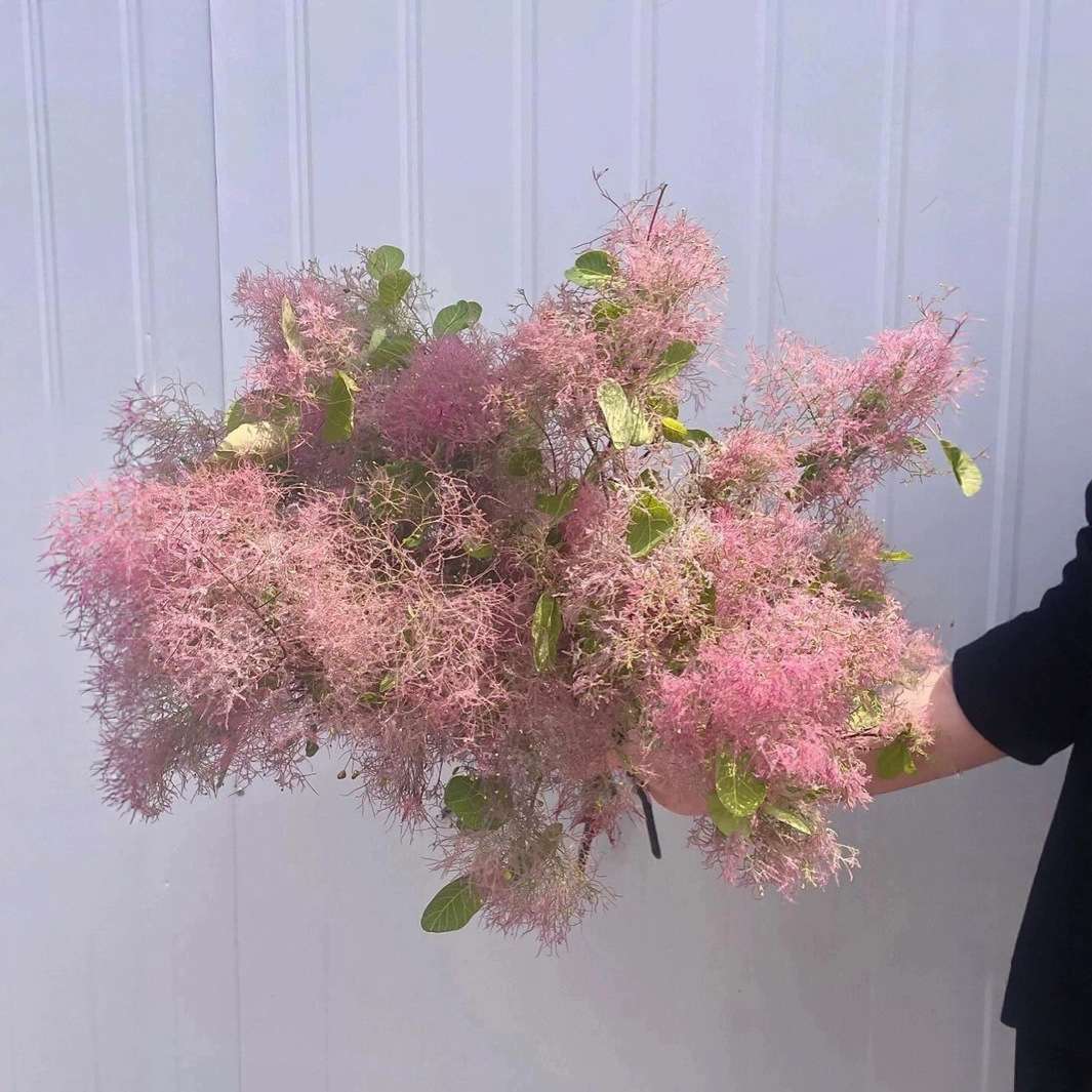雾中情人鲜花婚庆用花现场布置专用花材可水培可做干花