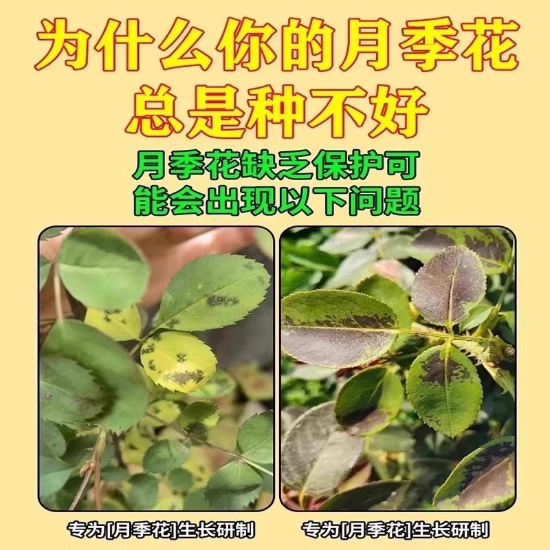 月季黄叶用什么药预防霜霉叶枯烂根枯枝黑斑白粉灰霉病专用杀菌剂