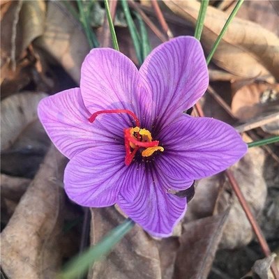 耐寒耐冻花卉藏红花室外植物易活耐晒北方冬天不怕冻的冬天能开花