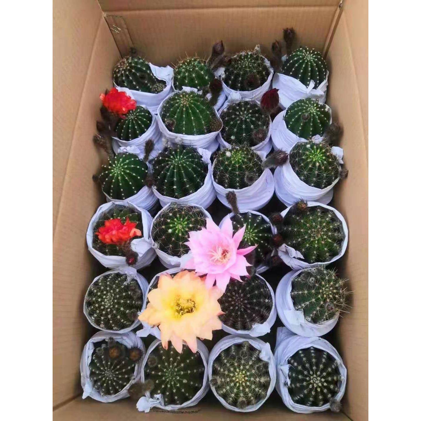 【基地直供】仙人球多肉家居花卉植物 盆栽花卉绿植 大花彩草