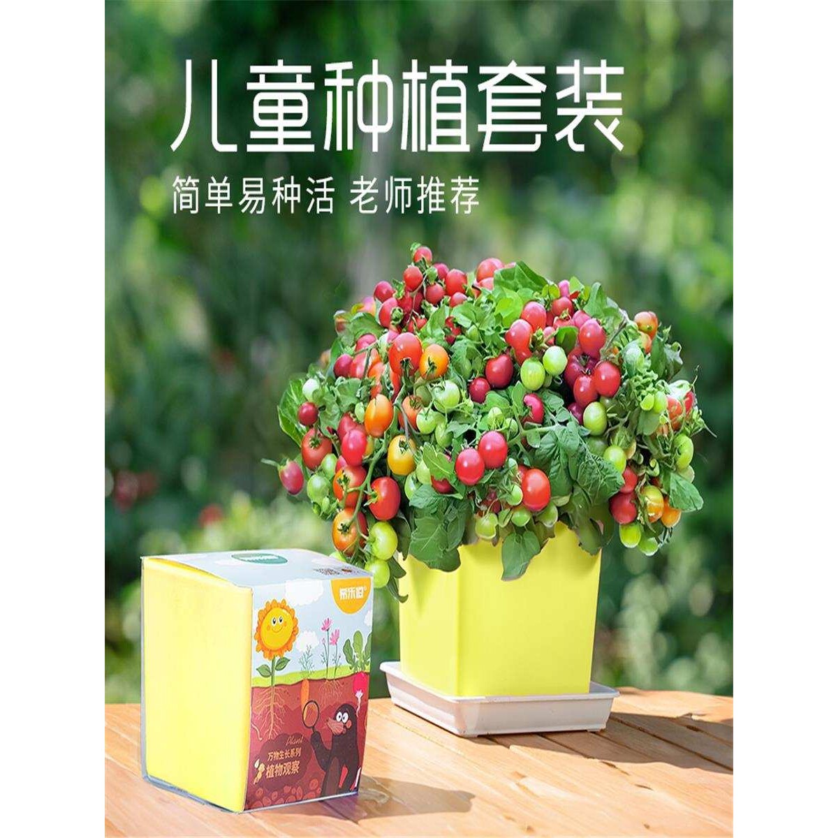 儿童种植小盆栽向日葵种孑学生观察小番茄凤仙花种籽根系生长套装