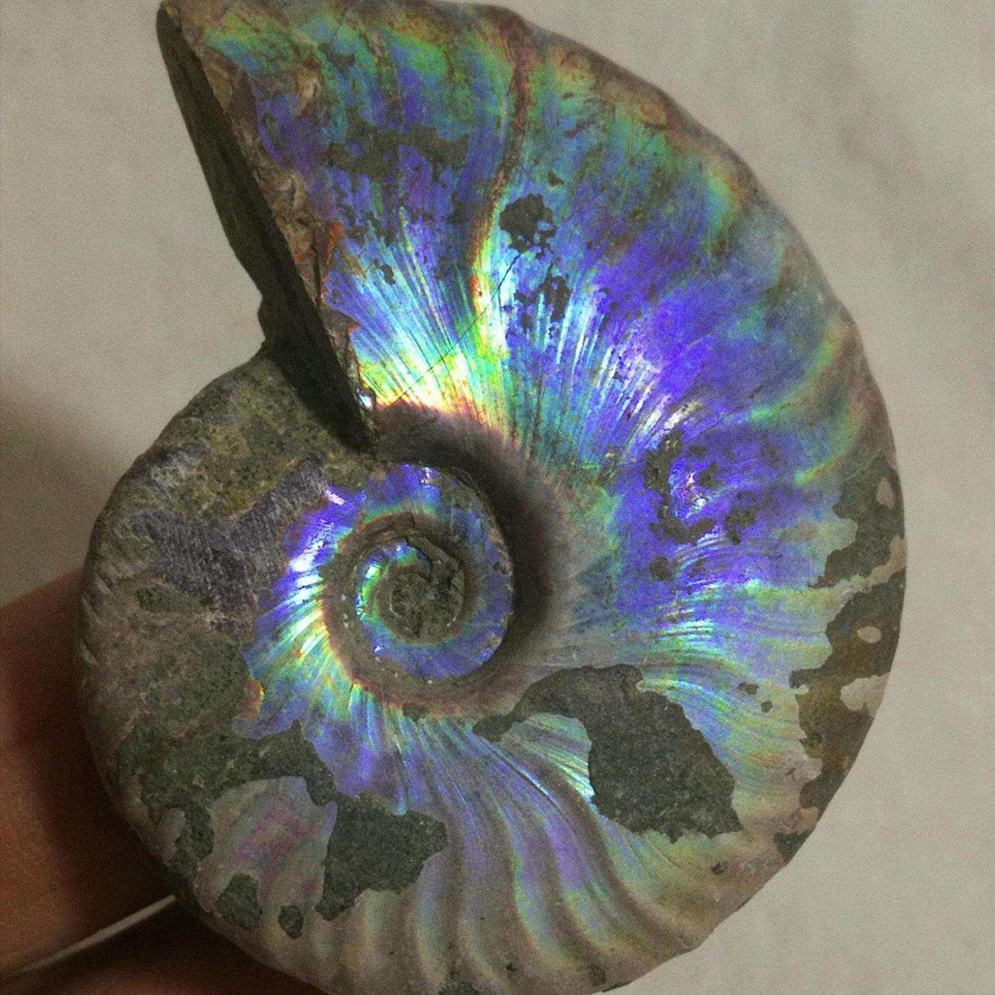 蓝紫金绿光螺化石斑彩螺化石彩虹原石泥螺彩光螺摆件手把件,鲜花速递/花卉仿真/绿植园艺,割草机/草坪机,淘宝优惠券,粉丝福利购,淘宝优惠卷