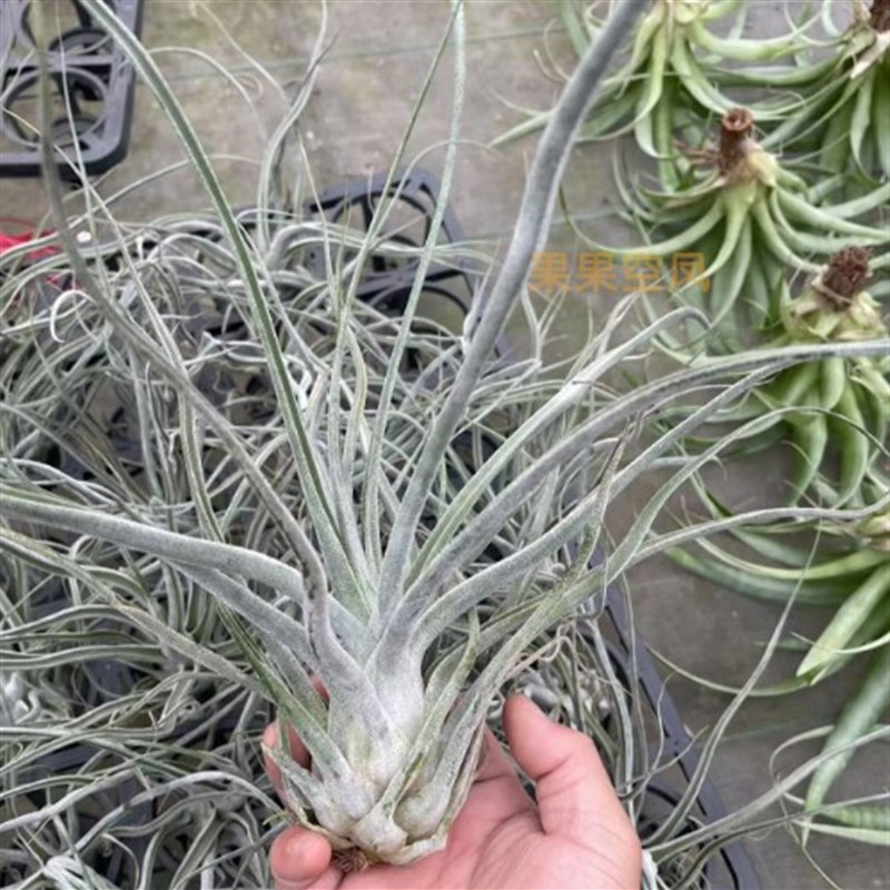 空气凤梨 e河豚 超白受欢迎品种绿植家居办公室摆放趣味包邮