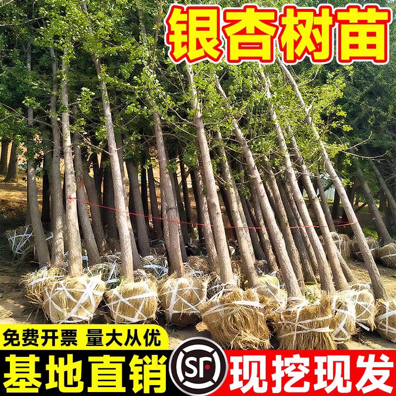 金叶银杏树苗白果活苗庭院别墅绿化苗木行道树银杏大树南北方种植