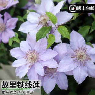 故里铁线莲花苗盆栽常绿早花阳台庭院爬藤攀援四季花卉易活植物