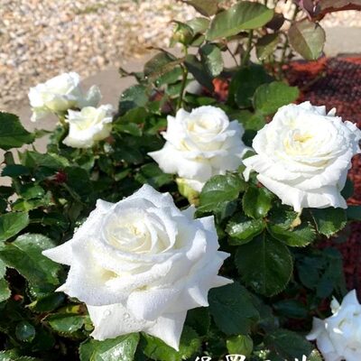 教宗保罗二世月季浓香灌木阳台庭院植物白色玫瑰四季开花纯白仙女