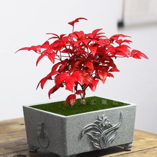 豆青石花盆高档兰花盆复古石槽造景盆小叶簕竹南天竹红竹石雕小盆