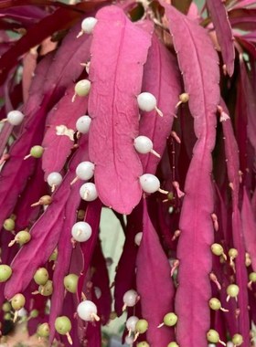 红叶丝苇b绿植吊盆植物仙人掌红色喜庆观叶吊盆植物果实可食用