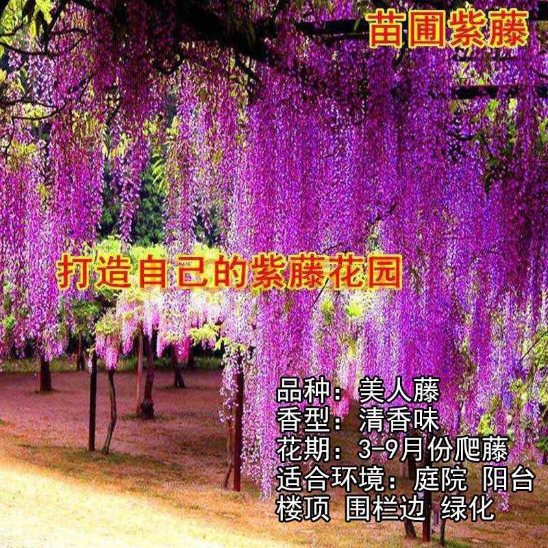 居家紫藤树 苗 阳台紫藤花庭院攀援植物 爬藤植物V 紫藤净化空气