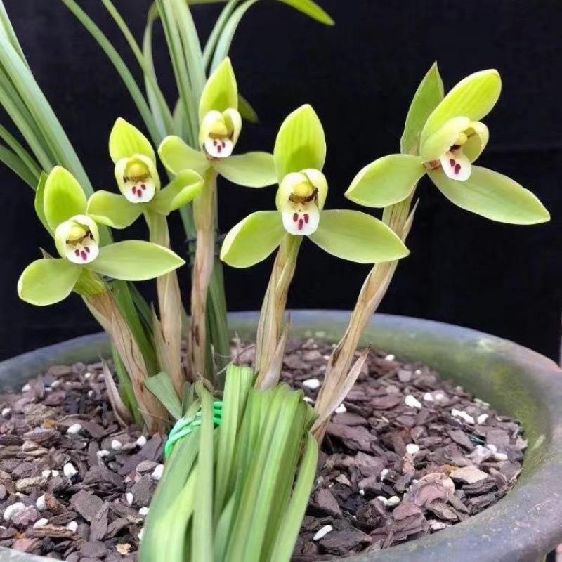 原盆原土发货浓香型名贵兰花春兰老八种【龙字】花卉室内绿植盆栽