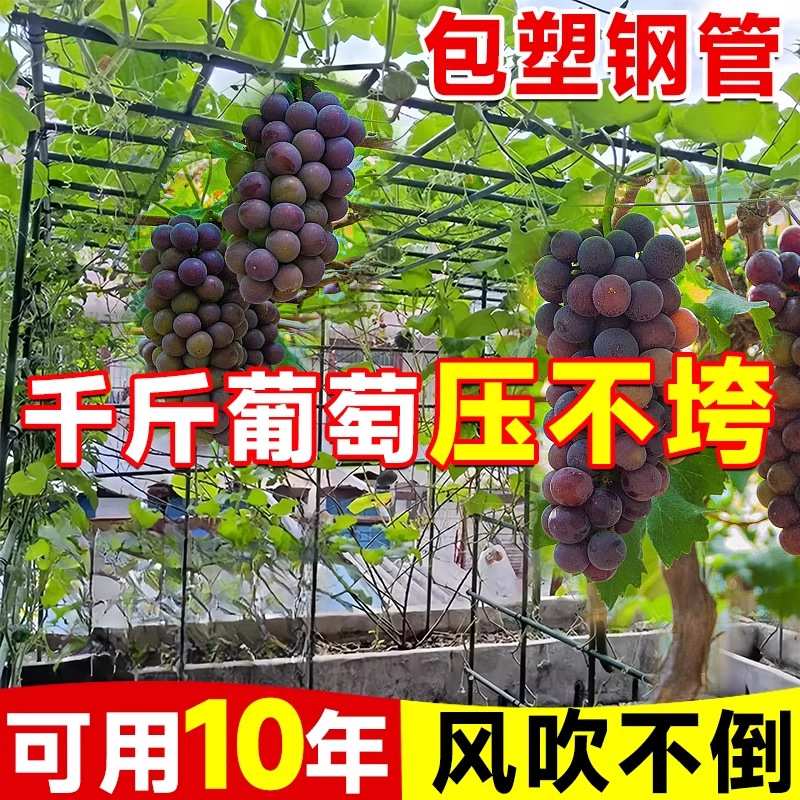 园艺爬藤架户外包塑钢管支撑杆豆角葡萄丝瓜支架多功能植物攀爬架