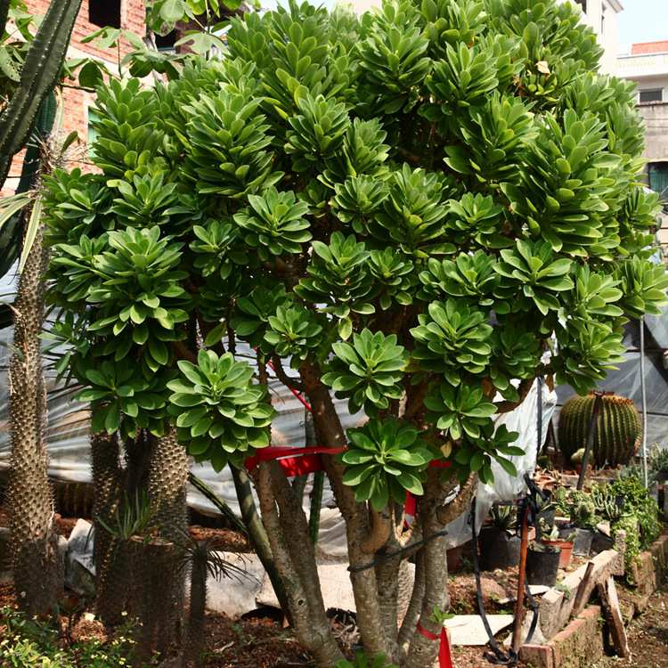 景观大多浆植物 刺金刚 大戟科 金刚纂霸王鞭 沙漠植物基地
