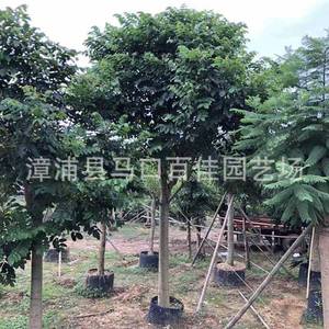 漳州种植基地 绿化树木 百佳园艺本地火焰木苗全冠火焰木移植苗