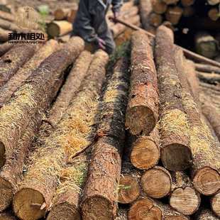 一件原木木柱子河道打桩木围栏园林绿化支撑杆木杆檩条定制实木