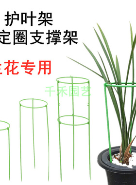 兰花专用塑料护叶架绿色植物蕙兰叶子支撑架扶叶架兰花架护兰架