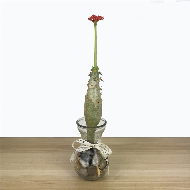 四季佛肚海棠开花k不断块根植物水培多肉植物观花佛肚树净化空气