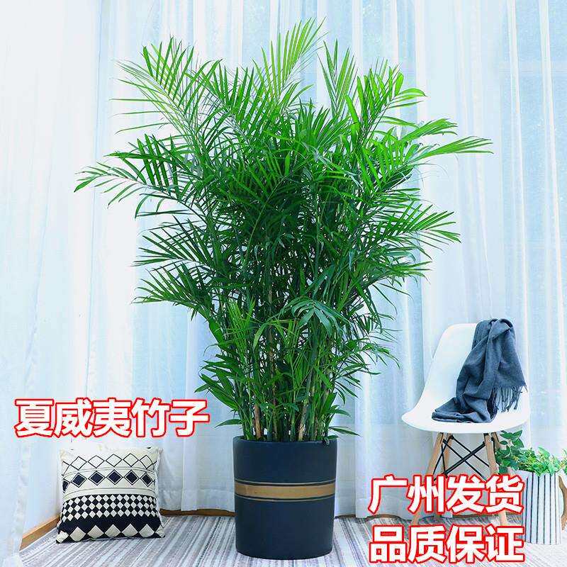 夏威夷竹子大型盆栽绿植客厅室内四季常青吸甲醛净化空气好养植物