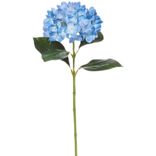 塔莎的花园 绣球中大苗盆栽包邮无尽夏魔幻海洋太阳神殿爆米花