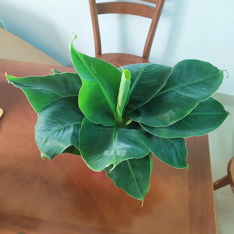 迷你株型香蕉 超矮卡文迪什盆栽  矮生香蕉盆栽室内阳台植物绿植图片