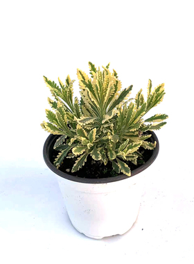 爱上花园米罗花叶薰衣草 多年生常绿 耐寒耐热 庭院 阳台盆栽植物