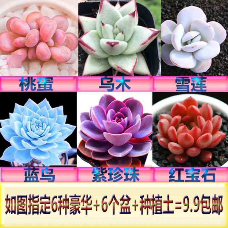 【亏本】黄金万年草多肉植物红宝石蓝鸟紫珍珠桃蛋玉露组合盆栽
