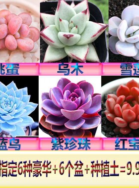 【亏本】黄金万年草多肉植物红宝石蓝鸟紫珍珠桃蛋玉露组合盆栽