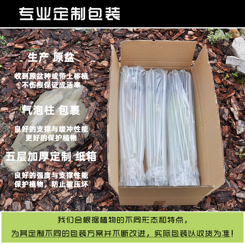 塔莎的花园瓶子草组合成株套装朱迪思白海角食虫植物盆栽花园绿植