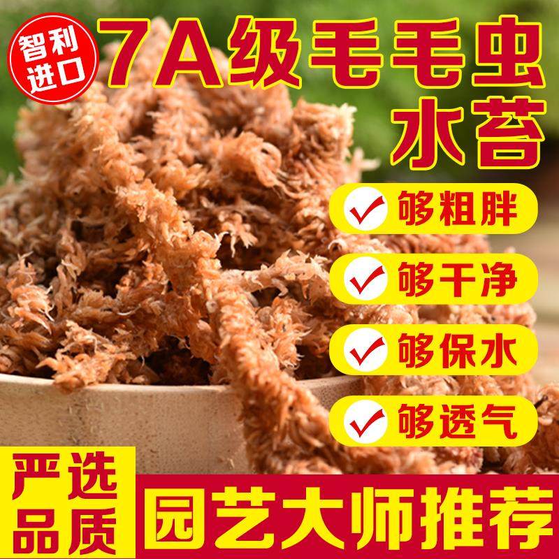 智利毛毛虫水苔蝴蝶兰花专用石斛营养土智力干水苔兰花土介质花土