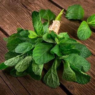 爱上花园多品种可选薄荷盆栽Mentha香草植物园艺阳台种植可食用