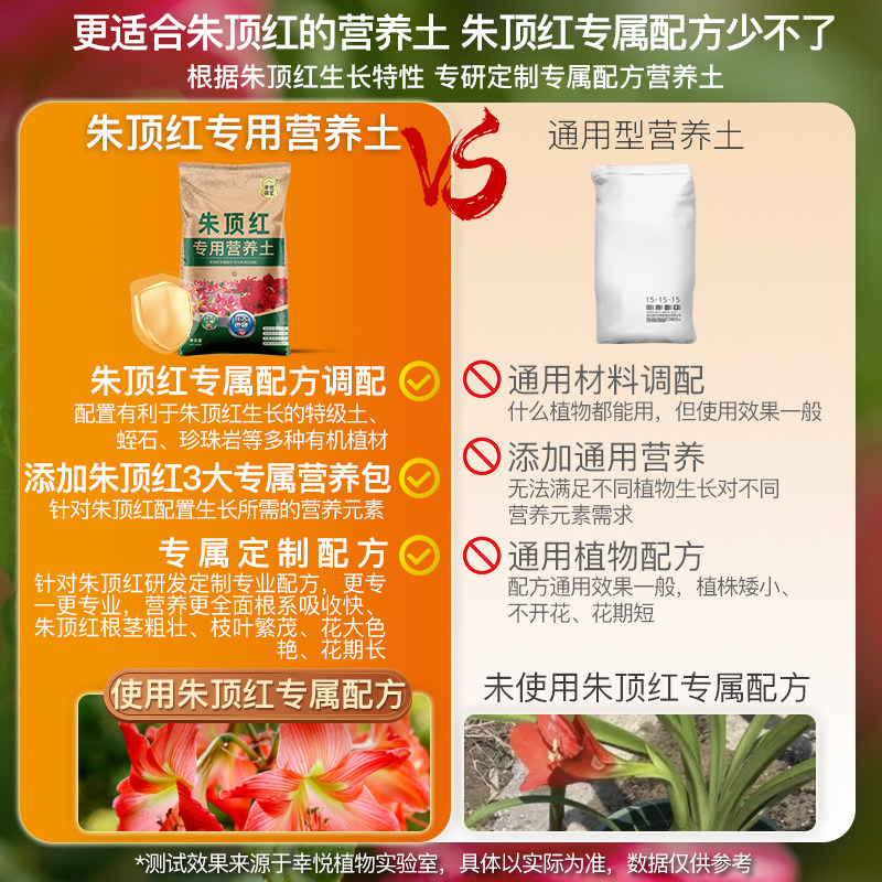 朱顶红专用土樱桃妮芙阿弗雷种球土壤球根专用土朱顶红专用营养土