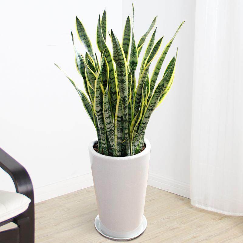 水培室内植物盆栽绿萝虎皮兰办公室内四季好养水养花卉绿植小盆栽,鲜花速递/花卉仿真/绿植园艺,割草机/草坪机,淘宝优惠券,粉丝福利购,淘宝优惠卷