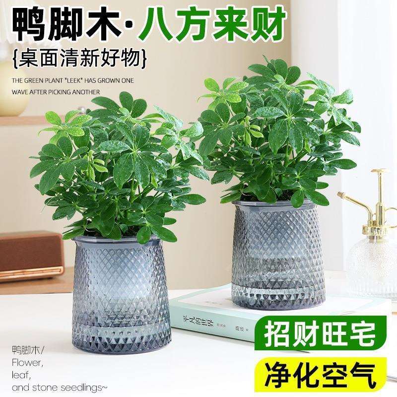 八方来财鸭脚木水培盆栽易活植物办公室内七叶莲吸甲醛净化空气