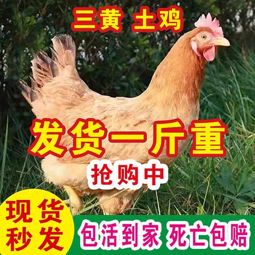 1斤纯种三黄土鸡活苗正宗