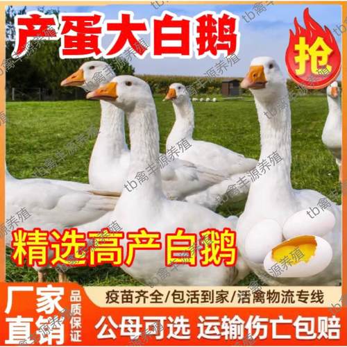 四季大白鹅活体小苗纯种1