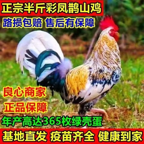 正宗半斤彩凤鹊山鸡活苗五