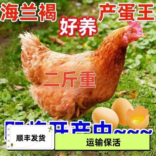 包活到家2斤重海兰褐产蛋