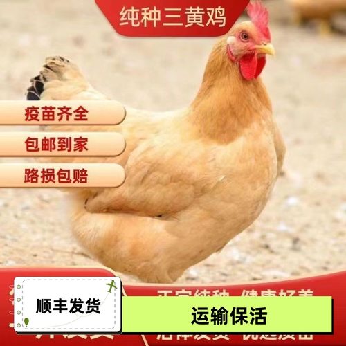 纯种清远一斤三黄鸡母脱温