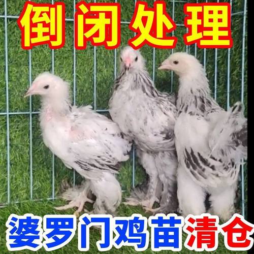 半大纯种婆罗门鸡活苗进口