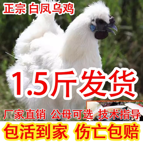 15斤正宗白凤乌鸡活苗脱温
