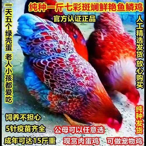 纯种一斤七彩怀特鱼鳞鸡五