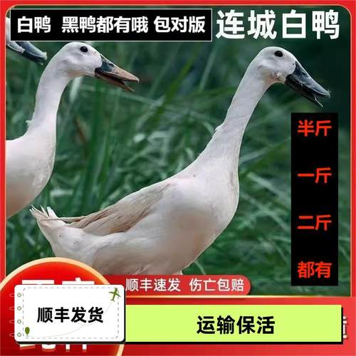 【福建特产】一斤正宗连城