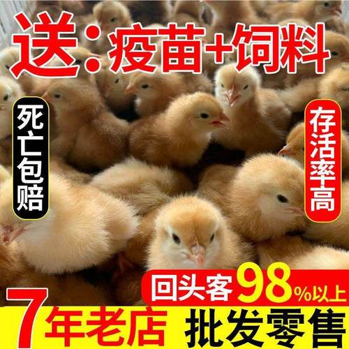 小鸡苗活家养青脚黑黄五九