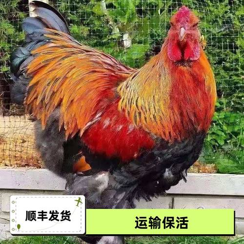婆罗门鸡苗活体纯种特大型