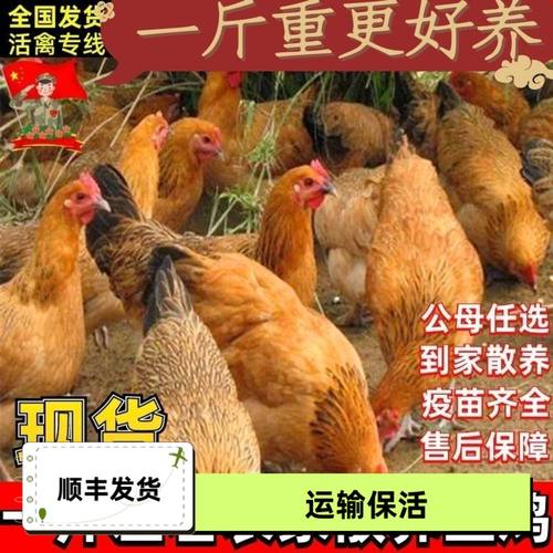 1斤正宗土鸡1脱温幼苗活小