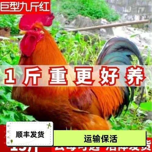 正宗一斤九红活物大种玉鸡