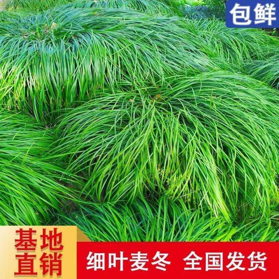 细叶麦冬草玉龙草庭院绿化四季常青沿阶草耐寒耐阴中叶麦工程用苗图片