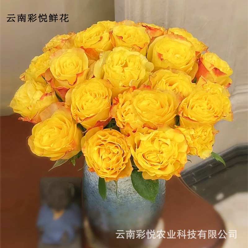 【胜利女神玫瑰】昆明基地直供鲜花插花装饰黄色鲜切花节日花束图片
