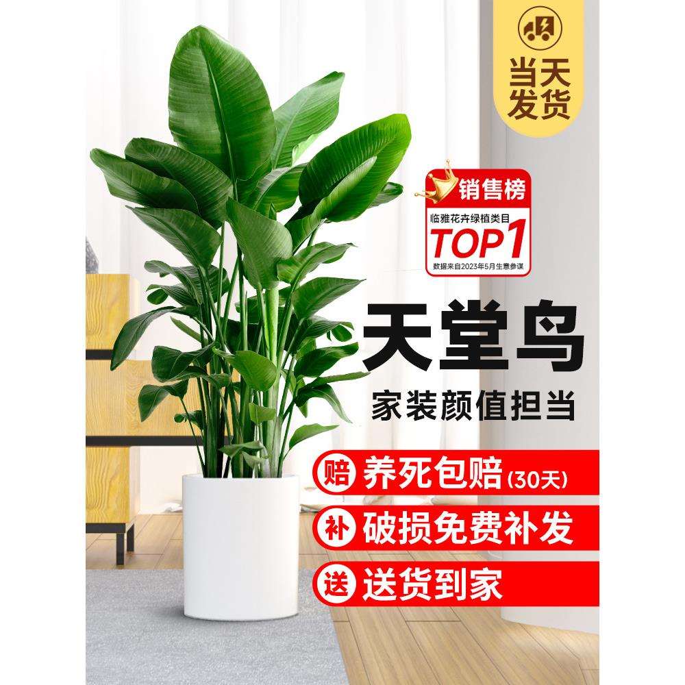 天堂鸟盆栽室内客厅大型绿植办公室大叶植物花卉鹤望兰去甲醛新房