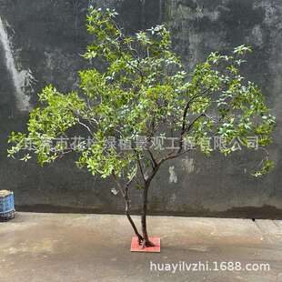 仿真马醉木高端绿植物造景橱窗装饰树楼梯下室内景观吊钟摆件落地