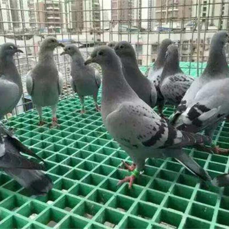 养殖用格栅鸽舍地网养殖场洗车房水沟盖多种规格玻璃钢格栅现货